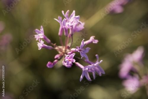 macro photo of purple flowers
