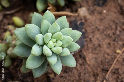 Succulent 
