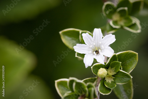 White flower