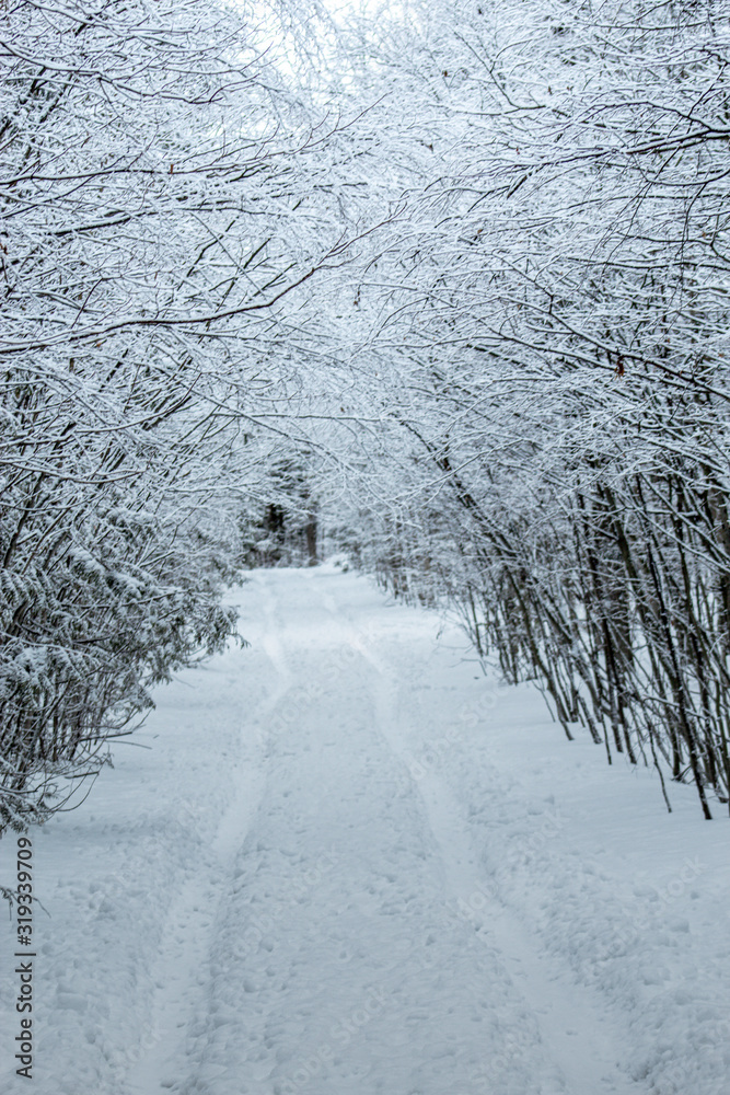 custom made wallpaper toronto digitalroad in winter forest