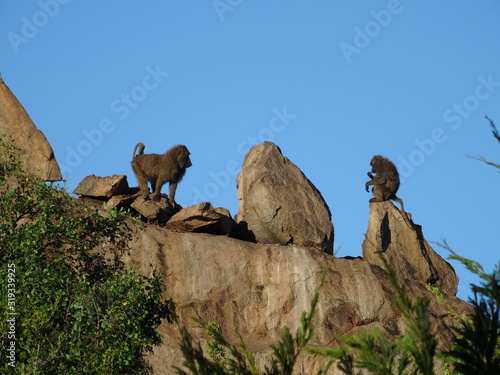 Baboons on high rock ledge
