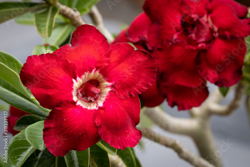  Red desert rose