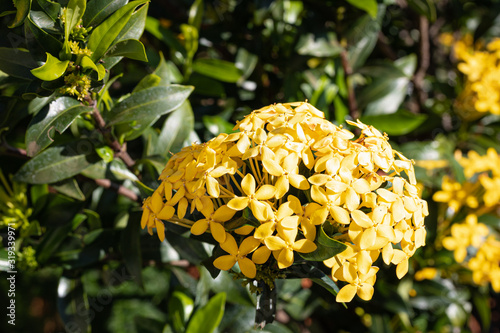 Yellow flowers