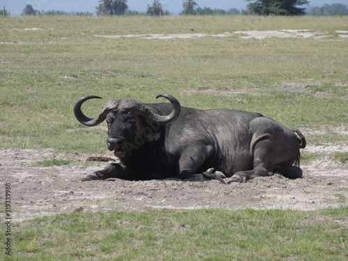 African cape buffalo laying out in African Savannah