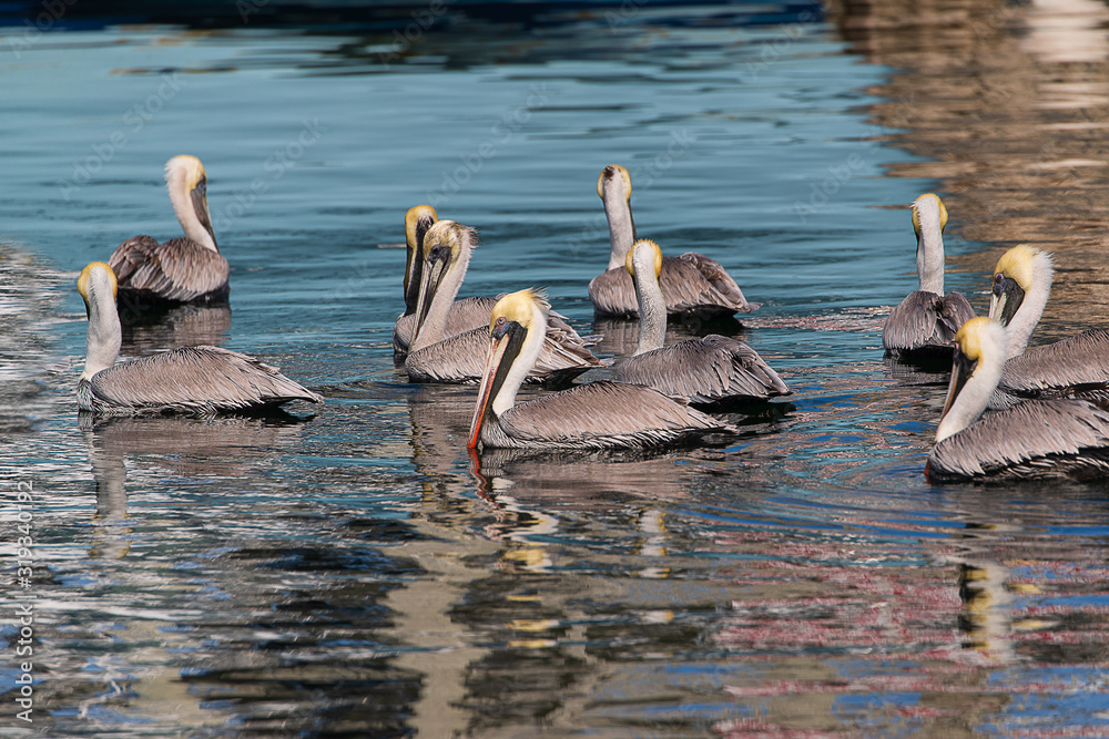 pelican