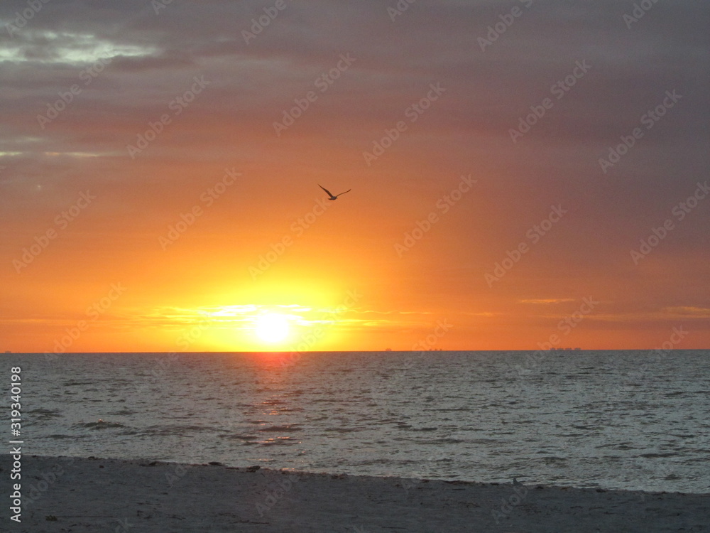 Sunset over ocean with seagull flying Sunset over ocean with seagull flying