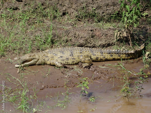 Crocodile laying on muddy African river bank