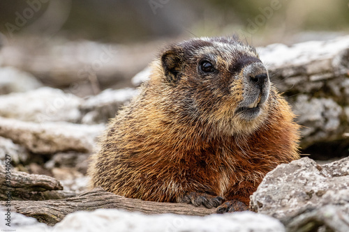 Marmot in Yellowstone Nationalpark