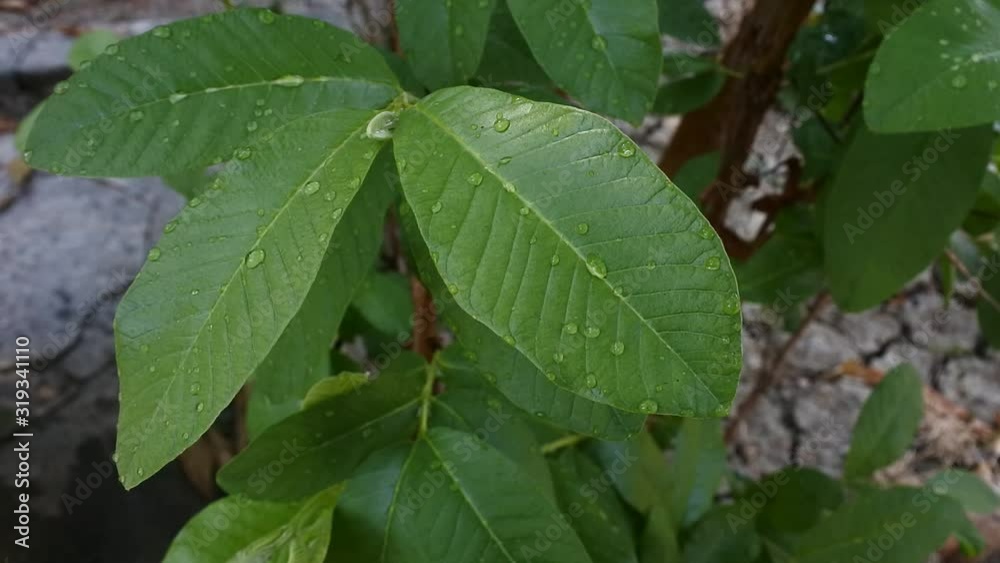 custom made wallpaper toronto digitalvideo of guava leaves