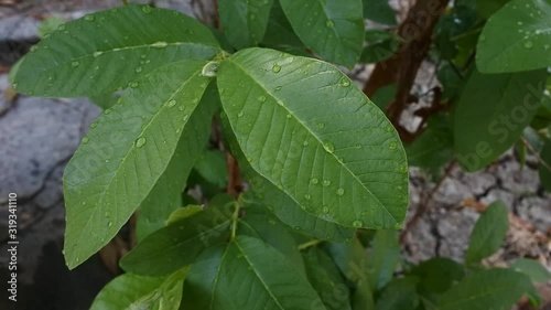 Wallpaper Mural video of guava leaves Torontodigital.ca