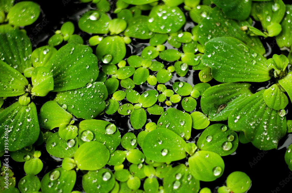 drop water on green plant with yellow light, drop water on dug drop water on green plant with yellow light, drop water on dug