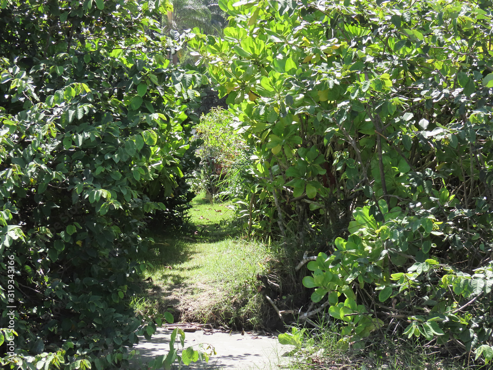 Walk to enter the forest. Path surrounded by green leaves and trees