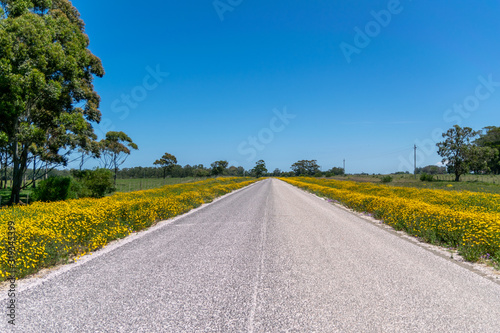 empty road with between yellow flowers