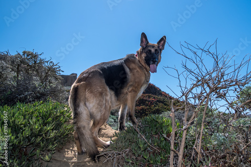 German Shepherd Dog standing in the California Hills. GDS with traditional colors. photo