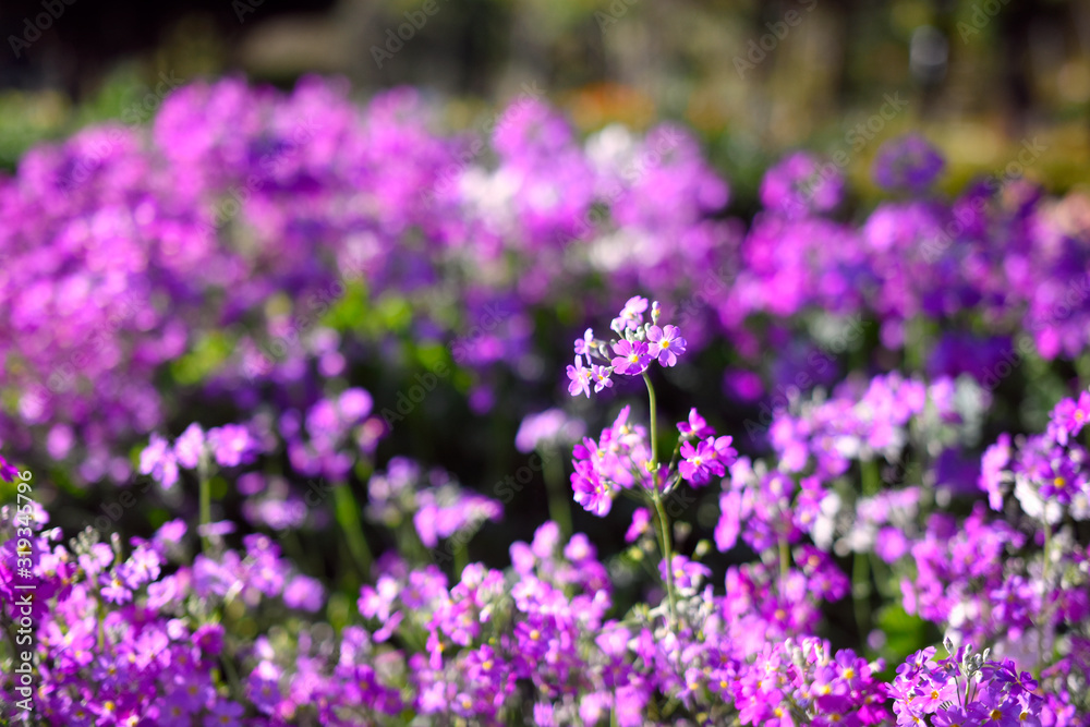 beautiful moment of flower in the garden. beautiful moment of flower in the garden.