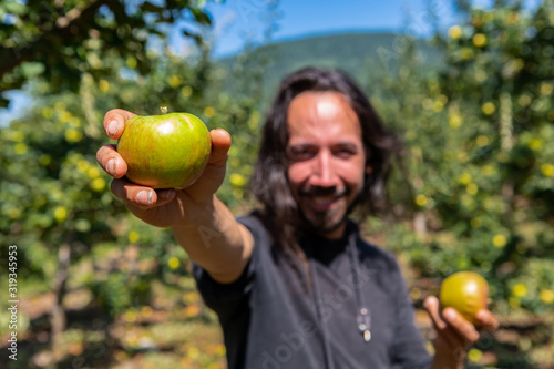 selective focus on ripe and fresh green apple fruit held by a happy caucasian man standing between orchard trees in the background, in You pick farm