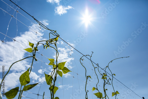 selective focus, close up and low angle shot on sugar or climbing pea leaves and tendrils growing up on a net trellis against the sun in the blue sky photo