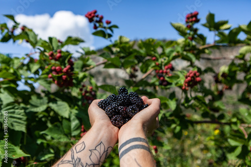 selective focus and close up shot of a handful of fresh ripe black blackberries fruits on tattooed hands against blackberry bushes background photo