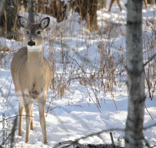 Fototapeta Naklejka Na Ścianę i Meble -  Deer in winter