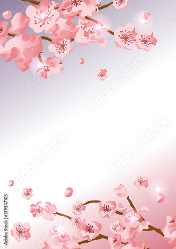 Cherry blossom background material © matsurinui