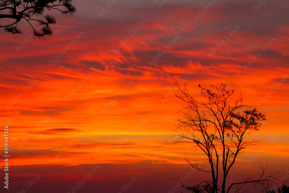 colorful sky on sunrise with tree in background