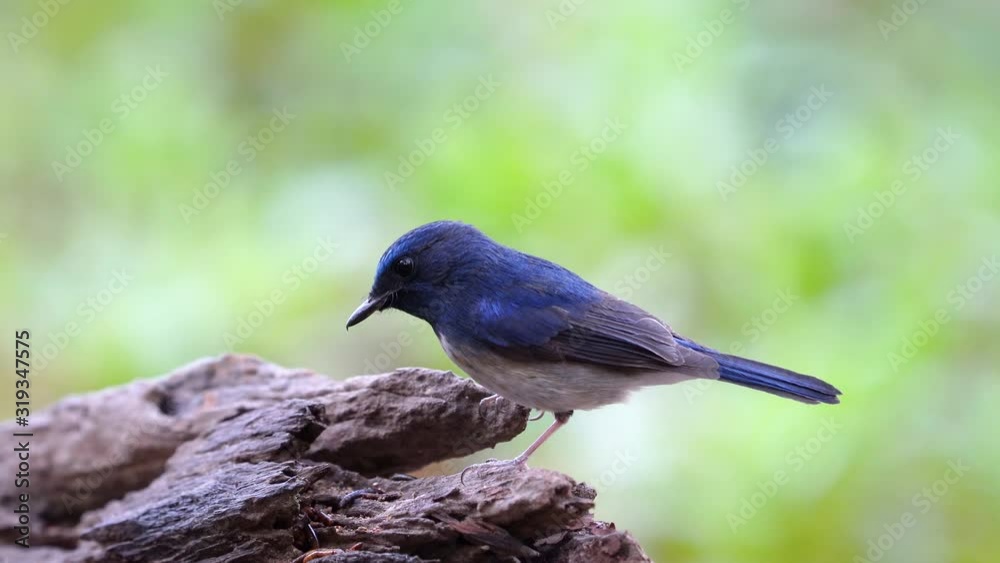 Hainan Blue Flycatcher, Grant’s Blue Flycatcher( male) bird perched on a branch (Scientific Name : Cyornis hainanus ) Hainan Blue Flycatcher, Grant’s Blue Flycatcher( male) bird perched on a branch (Scientific Name : Cyornis hainanus )