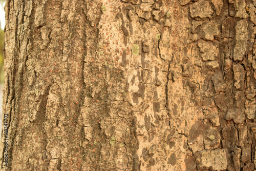 Dry Tree Bark Texture Close up Background Image