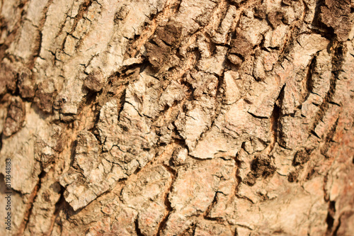 Dry Tree Bark Texture Close up Background Image © Pleasant Mode Studio