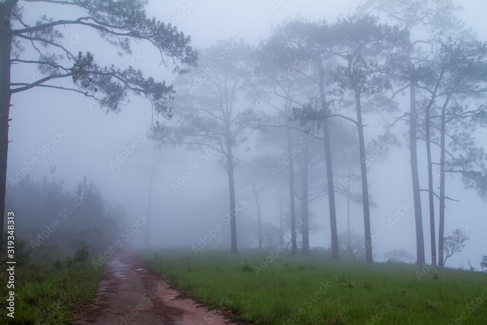 fog in forest