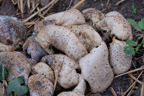 Close up shot of mushroom. A white mushroom rises out of the ground on a long stalk.