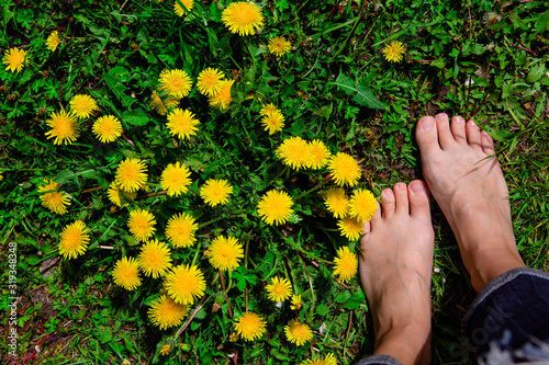 Bare woman's feet on the grass with yellow dandelions