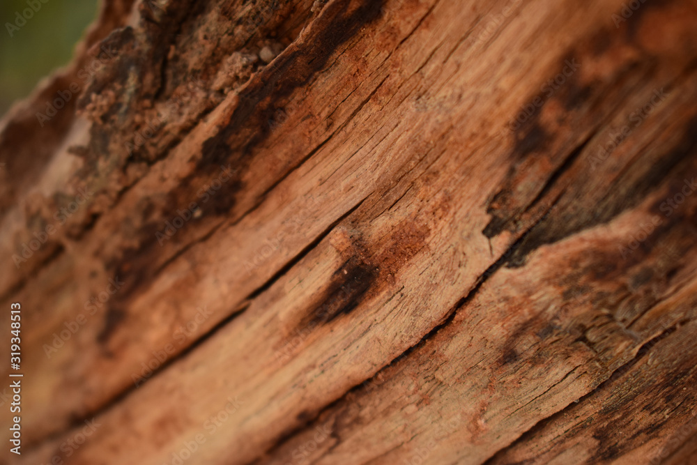 Obraz premium Peeled Tree Bark Texture/Pattern Orange Color Background