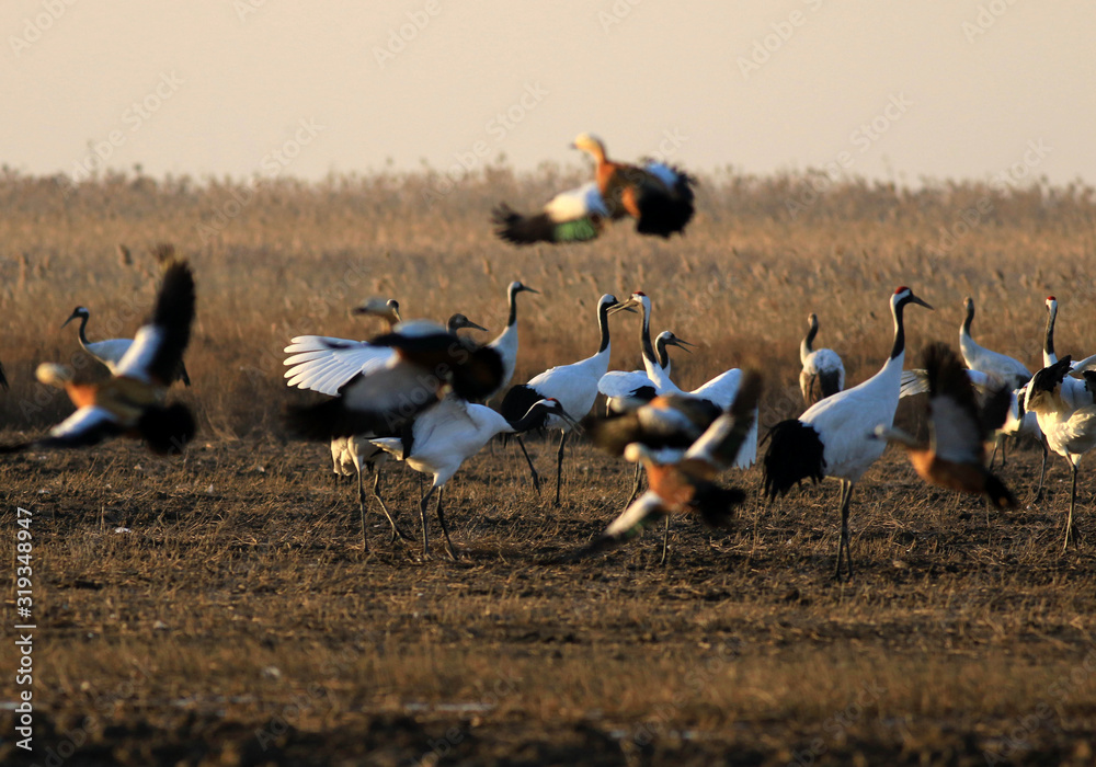Red Crowned Crane in Sheyang County, Yancheng City, Jiangsu Province, China Red Crowned Crane in Sheyang County, Yancheng City, Jiangsu Province, China