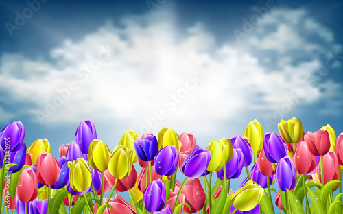 colorful tulips with the sky background © เอกชัย โททับไทย