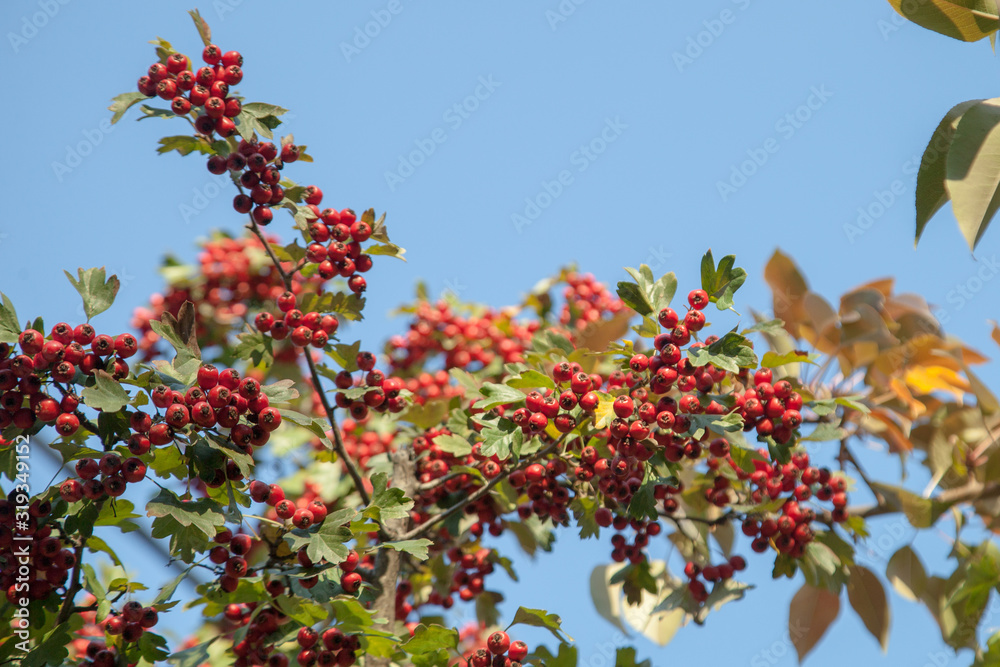 Rich harvest of healthy hawthorn. Red, ripe fruits of wild hawthorn.