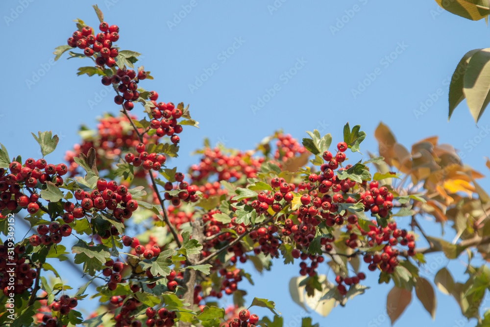 Rich harvest of healthy hawthorn. Red, ripe fruits of wild hawthorn. Rich harvest of healthy hawthorn. Red, ripe fruits of wild hawthorn.