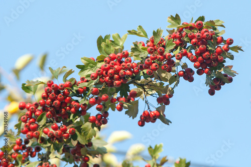 Rich harvest of healthy hawthorn. Red, ripe fruits of wild hawthorn.