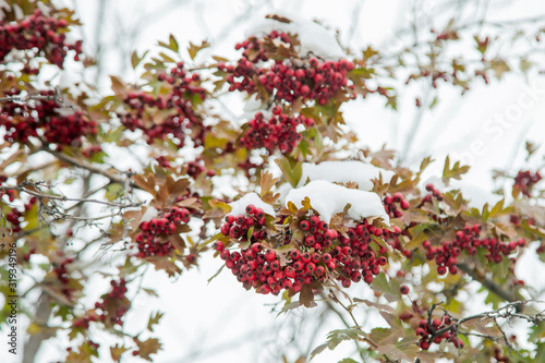 The first snow fell on the ripe berries of wild hawthorn. Useful wild hawthorn for health in winter.