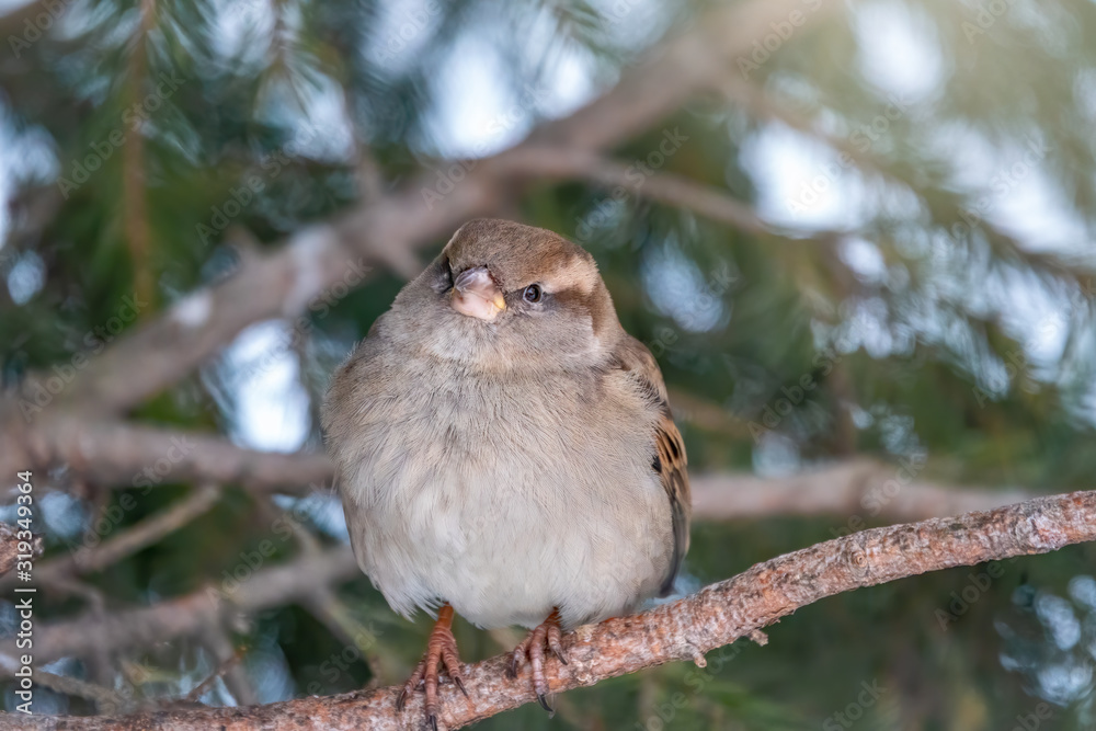 Funny sparrow with a serious look. Sparrow sits on a branch without leaves in the sunset light. Funny sparrow with a serious look. Sparrow sits on a branch without leaves in the sunset light.