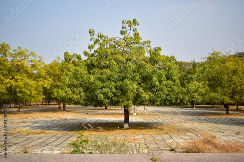 Neem Tree/neem plant Background Image