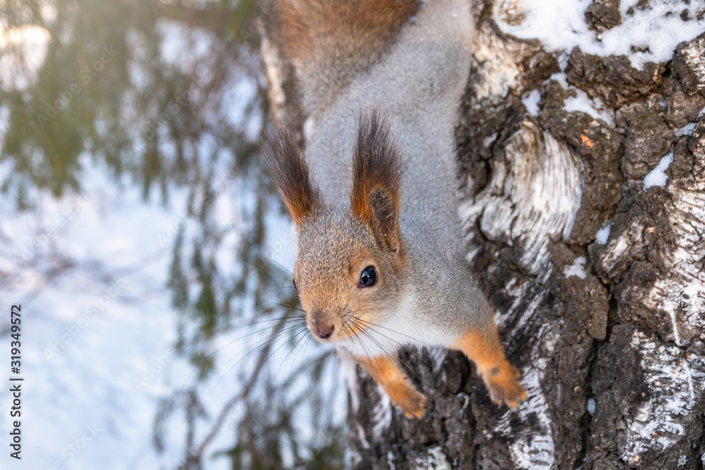 Portrait of a squirrel on a tree trunk Portrait of a squirrel on a tree trunk