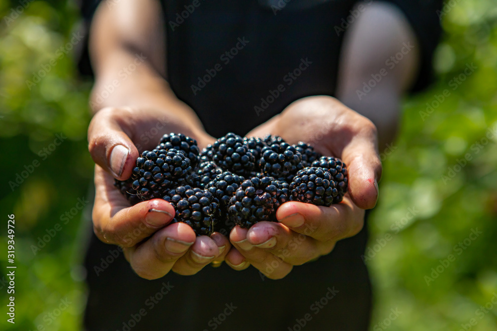 a handful of ripe and fresh blackberry fruits. farm worker or picker man hands full of blackberries fruits in close up and selective focus view. a handful of ripe and fresh blackberry fruits. farm worker or picker man hands full of blackberries fruits in close up and selective focus view.