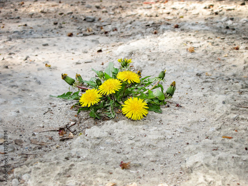 Blooming asphalt yellow dandelion. A persistent, stubborn dandelion grew on the sidewalk.
