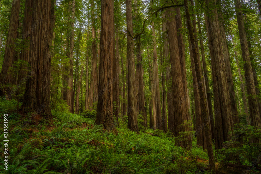 Glowing Forest in the Redwoods - Redwoods National Park
