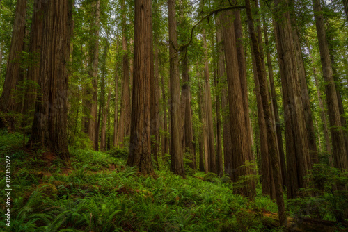 Glowing Forest in the Redwoods - Redwoods National Park