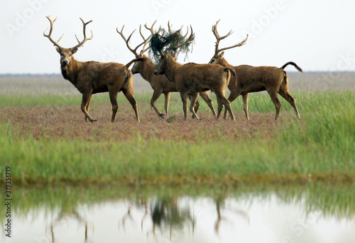 Dafeng elk National Nature Reserve, Yancheng City, Jiangsu Province, China