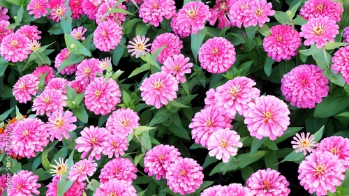 Fototapeta Naklejka Na Ścianę i Meble -  Backdrop with a beautiful blooming pink flower garden