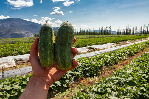 close up on hand holding two small fresh and organic heirloom cucumbers vegetables, Pickling cucumber against the field, Okanagan Valley, Canada photo