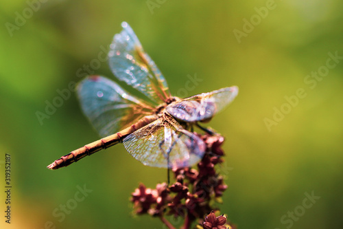 Small dragonfly. Beautiful insect sitting on a swamp flower on a blurred nature background.