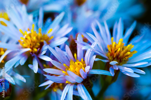 Blue daisy flowers as well called violet Rhone Aster Sedifolius in summer meadow.